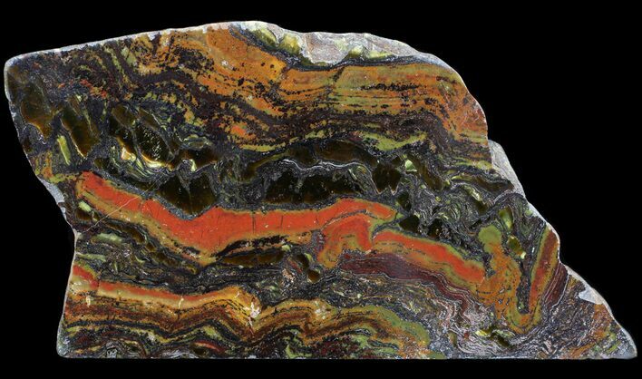 Polished Tiger Iron Stromatolite - ( Billion Years) #65540